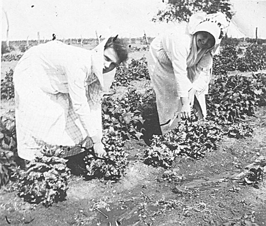 Harvest, Bee County, Texas