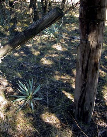 Corner Weed, Brown County, Texas