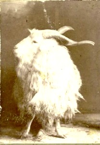 Robin C. Matthews' Prize Billy Goat, Haskell County, Texas