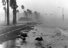 Hurrican Allen damage, 1980, Nueces County, Texas